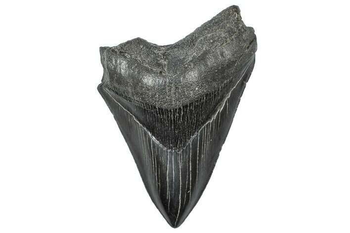 Bargain, Fossil Megalodon Tooth - Serrated Blade #346190